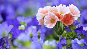 free flowers samples photo 3