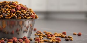 USA, Illinois, Metamora, Close-up of bowl full of dog food